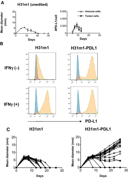 Figure 6. H31m1-PDL1 cells form progressively growing tumors in WT mice. A, Left: In vivo tumor growth of unedited H31m1 MCA sarcoma cells in WT mice. Mice bearing H31m1 cells were left untreated. Data are shown by mean ± SEM from at least two independent experiments (n = 5). Right: Numbers of PD-L1 molecules on tumor (CD45−) and immune cells (CD45+) in vivo. Data are shown by mean ± SEM from two independent experiments (n = 4). B, In vitro PD-L1 expression on cells treated with or without IFNγ (100 ng/mL) for 24 hours. Data are shown from at least two independent experiments. Red, unstained; blue, isotype control; orange, anti–PD-L1. C,In vivo tumor growth of H31m1 parental and H31m1-PDL1 tumor cells in WT mice. Tumor cells (10 × 106) were injected on day 0. Data shown in this figure are representative of at least two independent experiments (n = 20).