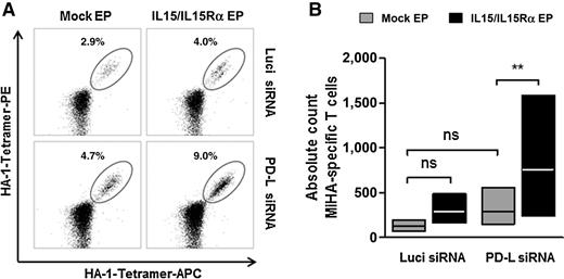 Figure 3. PD-L-silenced and IL15-transpresenting DC induce strong expansion of MiHA-specific CD8+ T cells from hematological cancer patients. Flow cytometry plots (one representative patient out of 6 patients; A) or floating bar graphs (n = 6 from 4 independent experiments; B) illustrate percentage and absolute counts, respectively, of expanded MiHA-specific CD8+ T cells from allo-SCT hematologic cancer patients after 7-day coculture with peptide-loaded allogeneic DCs, either lipofected with Luci siRNA (top graphs) or PD-L siRNA (top graphs) and either mock-electroporated (left graphs) or IL15/IL15Rα mRNA-electroporated (right graphs). (A) Gated cells were selected for viable HA-1-tetramer–positive CD3+CD8+ cells. B, Absolute counts were calculated by multiplying total cell count, % CD8+ T cells and % MiHA-specific T cells. Absolute counts were transformed to relative counts compared with those of the corresponding mock EP No siRNA DC, which were set to 100. ns, not significant; **, P < 0.01, repeated-measures one-way ANOVA with Bonferroni post hoc test. Abbreviations: APC, allophycocyanin; EP, electroporation; Luci, Luciferase; PE, phycoerythrin; PD-L, programmed death-ligand.