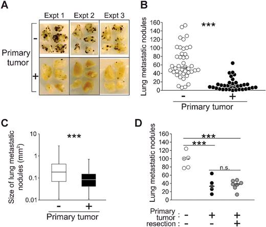 Figure 1. Primary B16F10 tumor inhibits experimental metastasis formation in the lung. A, Representative pictures of pulmonary metastatic nodules produced on day 14 after intravenous injection of 5 × 104 B16F10 cells. Data derive from three independent experiments (Expt). B, C57BL/6 mice were injected with PBS (n = 42) or B16F10 melanoma cells (n = 34) subcutaneously in the flank for establishment of primary tumor. On day 7 after tumor establishment, mice were injected with B16F10 cells (1 × 105) intravenously via tail vein. Lungs were resected on day 14 after the i.v. injection and metastatic nodules were quantified. C, The size of each superficial nodule was measured by ImageJ software. The five lobes of the lungs from 5 mice without and 10 mice with primary tumor from 3 independent experiments were analyzed (numbers of colonies; n = 514, 127, respectively). D, Tumor resection was performed (gray circles) on the same day as metastasis induction in one of three experimental groups (n = 5–7 for each group). Each circle represents one animal. ***, P < 0.001 (B and C: unpaired two-tailed t test; D: one-way ANOVA followed by Bonferroni multiple comparison test).