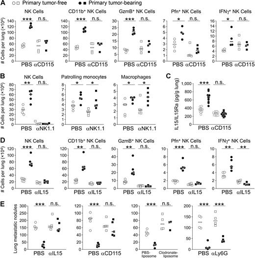 Figure 4. Patrolling monocytes activate NK cells via IL15 to prevent lung metastases in primary tumor-bearing mice. A, The effect of depleting patrolling monocytes on total NK cell numbers and activation status on day 2 after metastasis induction in the lungs of mice with (closed symbols) or without (open symbols) primary tumors (n = 4 for each group). B, Total NK cell, patrolling monocyte, and macrophage numbers on day 2 after metastasis induction in the lungs of mice with or without primary tumor (circles) and upon NK cell depletion using anti-NK1.1 mAb (squares; n = 5 for each group). C, ELISA quantification of total IL15 in the lungs on day 2 after metastasis induction of primary tumor-free versus primary tumor-bearing mice (circles) and upon anti-CD115 mAb administration (squares; n = 10 for each group). D, The effect of IL15 neutralization on total NK cell numbers and activation status on day 2 after metastasis induction in the lungs of mice with (closed symbols) or without (open symbols) primary tumors (n = 5 for each group). E, Number of B16F10 lung metastatic nodules in primary tumor-free or primary tumor-bearing mice (as in Fig. 1B) and upon IL15 neutralization or depletion of monocytes and macrophages or neutrophils (n = 3-5 for each group). Each symbol represents one animal. *, P < 0.05; **, P < 0.01; ***, P < 0.001 (unpaired two-tailed t test).