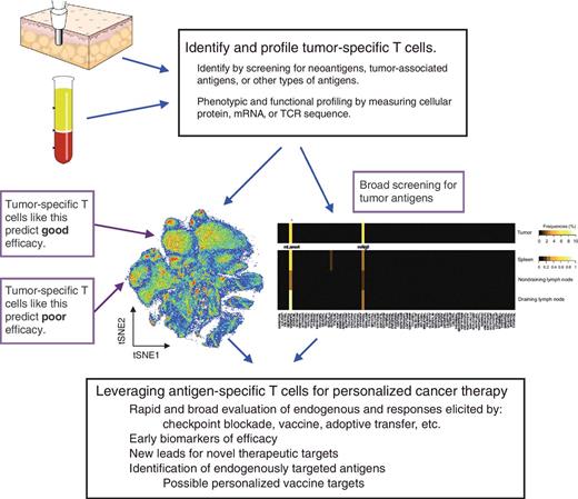 Figure 1. The potential utility of tumor-specific T cells for cancer-personalized medicine. Although it is currently challenging, patient-derived blood or tumor tissue could be used to routinely screen for, identify, and profile patient-derived tumor-specific T cells. A t-SNE plot is shown, which represents an example of the high diversity of phenotypic profiles observed for human T cells. A better understanding of how the phenotypic profiles of tumor-specific T cells relate to patient outcomes (e.g., responsiveness to checkpoint blockade immunotherapy) should lead to more accurate biomarkers. The identities, antigenic targets, and characteristics of patient-derived tumor-specific T cells could also be used for adoptive cell therapies, vaccine therapies, or as leads for novel therapeutic targets.