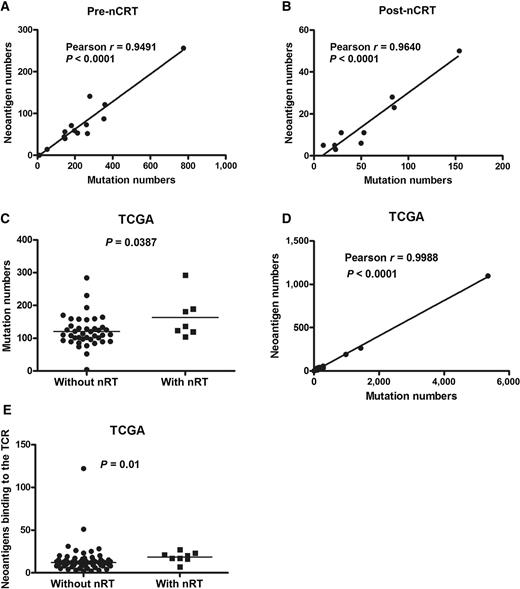 Figure 2. nCRT influences the neoantigen landscape of LARC. A, The quantity of neoantigens and mutations per tumor prior to nCRT (cohort 1; n = 14), using Pearson correlation. B, The quantity of neoantigens and mutations per tumor post-nCRT (cohort 1, n = 9), using Pearson correlation. C, The mutation burden in patients post-nCRT (n = 7) and patients without nCRT (n = 41) from TCGA data, using Student t test. D, The candidate neoantigens and mutation burden from TCGA data, using Pearson correlation. E, The neoantigens binding to the TCR in patients post-nCRT and patients without nCRT (from TCGA data), using Mann–Whitney test. Statistical significance was set at P < 0.05.