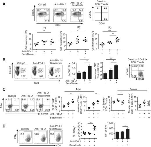 Figure 1. Bezafibrate improves the quality and quantity of effector CD8+ T cells in vivo. MC38-bearing mice were treated with anti–PD-L1 and bezafibrate on the same schedule as shown in Supplementary Fig. S1A. Mice were sacrificed, and CD8+ T cells in DLN and tumor sites were analyzed on the indicated day. A, DLN cells on day 15 were stained with anti-CD8, anti-CD62L, and anti-CD44. Representative FACS patterns are shown (top). The absolute numbers of P1–P3 population per one LN were calculated (bottom). B, Cells isolated from the tumor mass on day 11 were stained with anti-CD8, anti-CD45.2, anti-CD62L, and anti-CD44. CD45.2+ CD8+ T cells were gated, and representative FACS patterns are shown (left). The frequencies and number of CD45.2+ CD8+ TILs were compared between treated groups (middle). CD62L and CD44 phenotypes after gating at CD45.2+ CD8+ T cells were analyzed (right). C, T-bet and Eomes expression was analyzed by flow cytometry in DLN CD8+ T cells on day 15 from treated mice. Representative FACS data are shown (left). The frequency and numbers of T-bet+ or Eomes+ T cells were calculated in DLN CD8+ T cells from treated mice (right). D, Digested tumor tissues on day 15 were incubated at 37°C for 6 hours, and IFNγ was intracellularly stained in CD8+ T cells from treated mice. Representative FACS data of CD8+ T cells gated (left), frequency (middle), and MFI (right) of IFNγ+ T cells among CD8+ T cells are shown. A–D, Data represent the means ± SEM of five mice. Data are representative of two independent experiments. *, P < 0.05; **, P < 0.01, one-way ANOVA analysis.