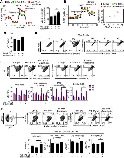 Figure 2. Bezafibrate combination therapy enhances activation of mitochondria in killer T cells. MC38-bearing mice were treated with anti–PD-L1 and bezafibrate on the same schedule as shown in Supplementary Fig. S1A. On day 9, the mice were sacrificed and CD8+ T cells in DLN and tumor sites were analyzed. A, OCR of DLN CD8+ T cells isolated from each group was measured. Cells were pooled from five mice. SRC were calculated. B, ECAR of the same cells used in A was measured and basal ECAR was calculated. Basal OCR and ECAR values from all treated groups are plotted. C, OCR/ECAR ratio was measured. D, DLN cells were stained with anti-CD8, anti-CD62L, and anti-CD44. Representative FACS profiles of P1–P3 stained with the indicated mitochondrial dyes in the mice treated with anti–PD-L1 and bezafibrate are shown. E, Representative FACS profiles of P3 population stained with the indicated mitochondrial dyes in each group are shown (top). MFI of P1–P3 stained with each dye was compared between treated groups (bottom). Colors correspond to those of the P1–P3 populations. F, Cells isolated from the tumor mass were stained with anti-CD8 and anti-CD45.2. CD45.2+ CD8+ T cells were gated (top left). Representative FACS profiles of CD45.2+ CD8+ T cells stained with each mitochondrial dye in mice treated with anti–PD-L1 and bezafibrate (top right). MFI of CD45.2+ CD8+ T cells stained with each dye were compared between treated groups (bottom). A–C, Data represent the means ± SEM of 6 wells. Data are representative of two independent experiments. *, P < 0.05; **, P < 0.01, one-way ANOVA analysis. E–F, Data represent the means ± SEM of 5 mice. Data are representative of two independent experiments. *, P < 0.05; **, P < 0.01, one-way ANOVA analysis.