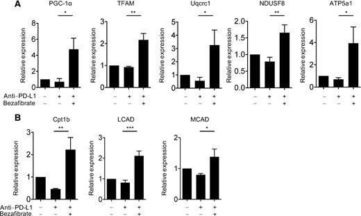 Figure 3. Bezafibrate combination therapy enhances expression of genes associated with mitochondrial biogenesis and FAO in CD8+ T cells in vivo. A and B, MC38-bearing mice were treated with anti–PD-L1 and bezafibrate on the same schedule as shown in Supplementary Fig. S1A. Mice were sacrificed on day 9, and CD8+ T cells isolated from DLN were pooled from 5 mice. PGC-1α, TFAM, Uqcrc1, NDUSF8, ATP5a1, Cpt1b, LCAD, and MCAD expression was examined by quantitative PCR (qPCR) in DLN CD8+ T cells of treated groups. Data represent the means ± SEM of 3 wells assuming the untreated group = 1 in qPCR analysis. Expression in each group was compared with the anti–PD-L1 treated group. *, P < 0.05; **, P < 0.01; ***, P < 0.001, one-way ANOVA analysis.