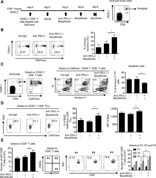 Figure 4. Bezafibrate increases the number of effector CTLs by enhancing their survival capacity and proliferation. A–D, CellTrace-labeled CD45.1+ CD8+ T cells were transferred into CD45.2+ CD8−/− mice. The mice were inoculated with MC38 and treatment started 5 days after MC38 inoculation. Mice were sacrificed on day 9, and CD8+ CD45.1+ T cells in DLNs and tumor sites were analyzed. A, A schematic diagram of the experimental schedule. B, Representative FACS patterns stained with CD45.1 and CellTrace among the gate of CD8+ CD45.1+ T cells are shown (left). The frequencies of fully proliferated cells (tumor-reactive CTLs) were compared between groups (right). C, DLNs were stained with annexin V and propidium iodide (PI). Representative FACS profiles of annexin V and PI staining after gating on CellTrace− CD45.1+ CD8+ T cells are shown (left and middle). Frequency of apoptotic cells (annexin V+ PI+) was compared between treated groups (right). D, CD8+ CD45.1+ T cells in TILs were intracellularly stained with Bcl2. Representative FACS profiles of Bcl2 staining are shown (left). Frequency and MFI of Bcl2+ T cells among CD8+ T cells are shown (right). E, MC38-bearing mice were treated with anti–PD-L1 and bezafibrate on the same schedule as shown in Supplementary Fig. S1A. DLN cells on day 13 were stained with anti-CD8, anti-CD62L, anti-CD44, and Ki67. The number of Ki67+ T cells in CD8+ T cells is shown (left). Representative FACS profiles of P1–P3 among CD8+ T cells stained with Ki67 in mice treated with anti–PD-L1 and bezafibrate (middle). The number of Ki67+ T cells in P1–P3 was compared between treated groups. Colors correspond to the P1–P3 populations (right). B–E, Data represent the means ± SEM of four or five mice. Data are representative of two independent experiments. *, P < 0.05; **, P < 0.01, one-way ANOVA analysis.