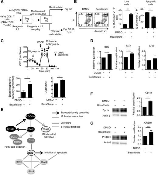 Figure 5. Bezafibrate attenuates overactivation-induced apoptosis of CTLs in vitro. A, Naïve CD8+ T cells (CD44− CD8+ T cells) were isolated from the spleen of C57BL/6 mice and stimulated with anti-CD3 and anti-CD28 coated beads in presence of IL2 and bezafibrate on days 0 and 3. Cells were expanded in the presence of IL2 and bezafibrate until day 13 and used in the following experiments. B, T cells were restimulated on day 13 in the presence of bezafibrate for 24 hours. Annexin V and PI were used to stain live (annexin V− PI−) and apoptotic cells (annexin V+ PI+). Representative FACS profiles of annexin V and PI staining are given (left). Frequency of live and apoptotic cells was compared between treated groups. C, OCR of day 13 cells was measured by the Seahorse XFe96 analyzer (left top). SRC were calculated (bottom left). OCR/ECAR ratio was measured (bottom right). D, Bcl2, Birc3, and API5 expression was examined by quantitative PCR (qPCR) on day 13. E, Estimated downstream factors of the PGC-1α/PPAR axis including Bcl2, Cpt1a, and CREB are shown based on the STRING database and literature. F–G, Cpt1a (F) and pCREB (G) expression was determined by western blotting (left) and qPCR (right) using T cells on day 13. B, D, F, and G, Data represent the means ± SEM of 3 wells. Data are representative of two independent experiments. **, P < 0.01; ***, P < 0.001, two-tailed Student t test. C, Data represent the means ± SEM of 6 wells. *, P < 0.05, two-tailed Student t test.