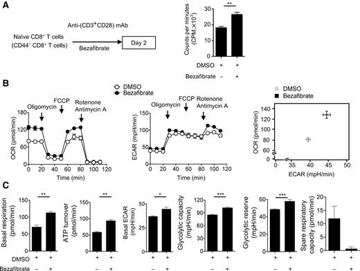 Figure 6. Bezafibrate enhances proliferation of naïve CD8+ T cells in the priming phase in vitro. A, Naïve CD8+ T cells were isolated from the spleen of C57BL/6 mice, stimulated with anti-CD3 and anti-CD28–coated beads with bezafibrate for 2 days and used in the following experiments. T-cell proliferation was measured by 3H-thymidine incorporation assays. Data represent the means ± SEM of 3 wells. B, OCR (left) and ECAR (middle) of day 2 cells were measured with the Seahorse XFe96 analyzer. Basal OCR and ECAR values are plotted (right). C, Basal respiration, ATP turnover, basal ECAR, glycolytic capacity, glycolytic reserve, and SRC were calculated based on the data in B. B and C, Data represent the means ± SEM of 6 wells (B and C). Data are representative of two independent experiments. *, P < 0.05; **, P < 0.01; ***, P < 0.001, two-tailed Student t test.