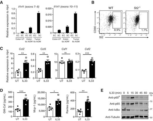 Figure 3. IL33 stimulation induces expression of NF-κB target genes in colon-derived mesenchymal cells. A, Quantitative RT-PCR analysis of Il1rl1 mRNA expression encoding all isoforms (exons 7–8) or membrane-bound isoform (exons 10–11) in EpCAM+/CD45− epithelial cells and EpCAM−/CD45− mesenchymal cells isolated from unaffected colon (“colon”) and tumors (“tumor”) of WT mice undergoing the 6×AOM protocol or left untreated (“UT”). Data were derived from 2 to 4 individual mice per cohort and were normalized against expression of Hprt. Data are representative of two (untreated colon) or one (colon and 6×AOM colon and tumor samples) independent experiments. Mean ± SEM of the technical replicates are shown. B, Mesenchymal cells (CD45−/EpCAM−/CD90+ FSCHi) were isolated from the colon of WT mice and cultured in vitro for 16 hours. FACS plots show St2 and CD90 expression after 16 hours in vitro culture and is representative of three independents experiments. C and D, Cytokine production by mesenchymal cells, isolated as in B, and stimulated in vitro for 16 hours with IL33 (20 ng/mL) or left untreated. Quantitative RT-PCR expression analysis of indicated genes relative to expression of Hprt (C). Protein quantification following multiplex cytokine assay in the supernatant of cultured mesenchymal cells in D. Mean ± SEM with symbols representing independent experiments. Data were analyzed using paired Student t test. ***, P < 0.001; **, P < 0.01; *, P < 0.05. E, Immunobloting analysis of NIH-3T3 murine embryonic fibroblasts stimulated with murine IL33 (20 ng/mL).
