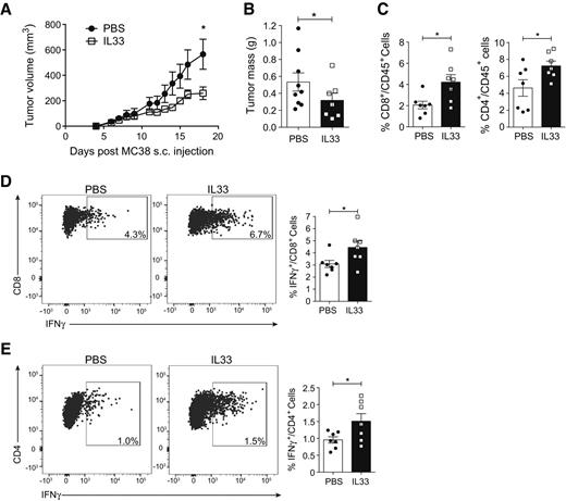 Figure 7. IL33 treatment reduces MC38 colon cancer tumor growth. A–E, WT mice bearing MC38 s.c. tumors were treated with 50 μg/kg IL33 or PBS daily via intraperitoneal injection starting from 50 mm3 tumor size. Tumor volume was measured with caliper and is depicted (A) and tumor mass (g) was determined after tumor dissection (B). C–E, MC38 tumors were enzymatically digested and cell suspensions were treated with monensin for 4 hours prior antibody staining and flow cytometric analysis. Quantification of the frequency of tumor-infiltrating CD8+ and CD4+ T cells among CD45+ hematopoietic cells (C). Representative FACS plots showing intracellular expression of IFNγ expression in tumor-infiltrating CD8+ (CD3+ CD45+) T cells (D, left) or CD4+ (TCRβ+ CD45+) T cells (E, left) and quantification of IFNγ+ cells among CD8+ T cells (D, right) and CD4+ T cells (E, right). Data are from one experiment with n = 9 (PBS-treated) and n = 7 (IL33-treated) mice. Bars show mean ± SEM; symbols represent individual mice. Data were analyzed using unpaired Student t test; P < 0.05 are indicated by an asterisk.