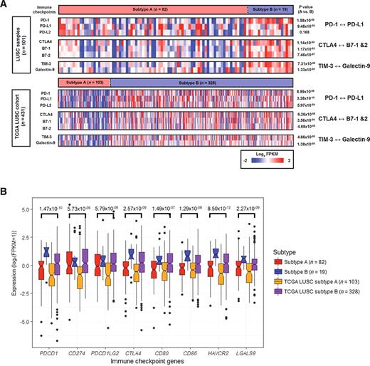 Figure 6. The expression pattern of immune checkpoints in LUSC. A, The expression of immune checkpoint genes was analyzed between subtypes in our LUSC samples (n = 101) and TCGA LUSC cohort (n = 431), respectively. The comparison of median-centered and log2-transformed expression (log2fpkm) of immune checkpoint genes was performed between subtypes, and P value was indicated by Mann–Whitney U or unpaired Student t test based on the normality. A two-color scale was used, with blue indicating low expression values and red representing highly expressed genes. B, The median-centered and log2-transformed expression level (log2fpkm) of immune checkpoint genes in both cohorts was box plotted with corresponding Kruskal–Wallis test results. Box represents the median (thick line) and the quartiles (line).