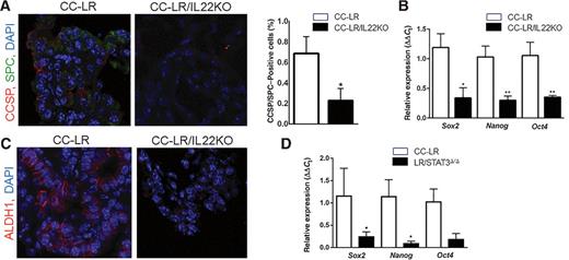 Figure 5. IL22 induces stemness property in Kras-mutant lung tumor. A, Representative photomicrograph (40× magnification) and quantitative analysis of CCSP/SPC double-positive cells (CCSP: red, SPC: green, DAPI: blue) in lung tumor tissue of CC-LR and CC-LR/IL22KO mice at the age of 14 weeks (N = 3 per group). B, Relative mRNA expression of core stemness genes in whole lungs of CC-LR (N = 4) and CC-LR/IL22KO (N = 5) mice at the age of 14 weeks. C, Representative photomicrograph (40× magnification) of ALDH1 expression in lung tumor tissue of CC-LR and CC-LR/IL22KO mice at the age of 14 weeks. D, Relative mRNA expression of core stemness genes in whole lungs of CC-LR and CC-LR mice with epithelial-specific deletion of STAT3 (LR/STAT3Δ/Δ) at the age of 14 weeks (N = 3 per group). Data represent means ± SEM; unpaired t test, *, P < 0.05; **, P < 0.005.