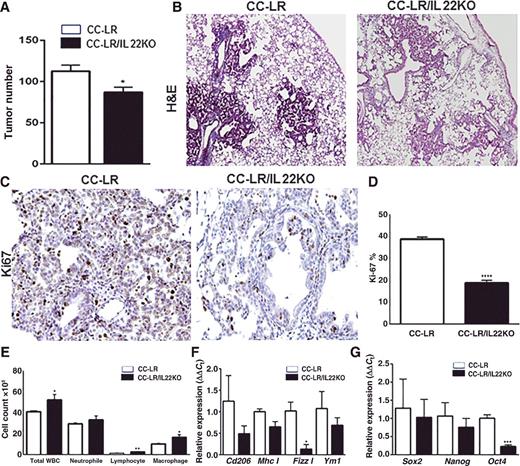 Figure 6. IL22 does not play an essential role in the promotion of Kras-mutant lung cancer by COPD-type airway inflammation. A, Lung surface tumor numbers and (B) histopathologic appearance of the H&E-stained lung sections in CC-LR mice versus CC-LR/IL22KO mice at age of 14 weeks after 8 weekly NTHi exposures (4× magnification, N = 10–15). C, Representative photomicrographs and (D) quantitative analysis of immunohistochemically stained positive tumor cells for Ki-67 in lung tumors of CC-LR mice versus CC-LR/IL22KO mice at the age of 14 weeks after 8 weekly NTHi exposures (20× magnification, N = 3 per group). E, Total inflammatory cell and lineage-specific leukocyte numbers from the BALF of CC-LR (N = 10) and CC-LR/IL22KO (N = 7) mice at the age of 14 weeks after 8 weekly NTHi exposures. F, Relative expression of type 2 macrophage mRNA signature in whole lungs from CC-LR (N = 3) and CC-LR/IL22KO (N = 5) mice at the age of 14 weeks after 8 weekly NTHi exposures. G, Relative mRNA expression of core stemness genes in whole lungs of CC-LR and CC-LR/IL22KO mice at the age of 14 weeks after 8 weekly NTHi exposures. Data represent mean ± SEM; unpaired t test, *, P < 0.05; **, P < 0.005; ***, P < 0.001; ****, P < 0.0001.