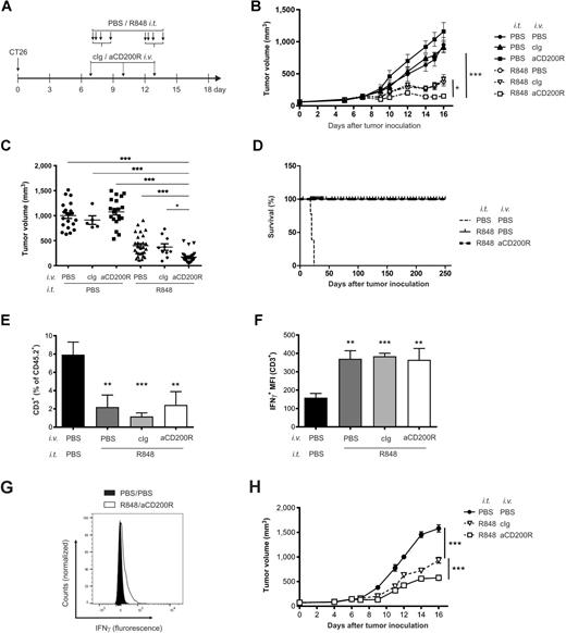 Figure 2. CD200R antibody improves antitumor effects of R848. A, Treatment scheme of CT26 tumor-bearing mice, R848 was injected intratumorally in two cycles as described in Fig. 1A. Short arrows, CD200R antibody (aCD200R) and control Ig (cIg; doted arrows) were injected intravenously at days 8, 11, and 14 after CT26 inoculation. B, Tumor volumes in mice treated with R848 and/or anti-CD200R, n = 5–8. The experiment was reproduced three times. C, Tumor volumes on the last (16) day of experiment. Mice were pooled from 3 independent experiments, n = 5–27. D, Survival of mice free of tumors after R848 or anti-CD200R/R848 that were rechallenged with CT26 in the opposite leg. Controls were naïve mice that received the same CT26 inoculum. Mice were sacrificed if any of the tumor diameters reached 15 mm, n = 4–6. E, Percentage of CD3+ T lymphocytes in intratumoral immune cells, n = 7–9. F, Production of IFNγ in intratumoral CD3+ T lymphocytes upon stimulation with PMA/ionomycin, n = 7–9. G, Examples of IFNγ expression in R848/anti-CD200R and control mice. H, Tumor (CT26) volumes in immunodeficient Rag1tm1Mom mice treated according to scheme from A, n = 6–9. D–H, Performed once. Significance was calculated with one-way ANOVA. *, P < 0.05; **, P < 0.01; ***, P < 0.001.