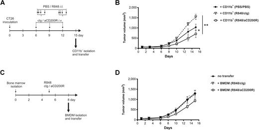 Figure 6. CT26 tumor growth is affected by adoptively transferred myeloid cells. Intratumoral CD11b+ cells were isolated from mice that received treatment as shown in A and inoculated with CT26 cells (ration 3:1) to naïve mice. B, Tumor growth after inoculation of CT26: CD11b+ cell mixture (ratio 1:3), n = 6–7. CD11b+ cells were isolated from mice that received three different variants of the treatment. Prior to the adoptive transfer, BMDM cells were stimulated with R848/isotype or R848/anti-CD200R as shown in C. D, Tumor growth-control tumors or tumors inoculated with CT26:BMDM cell mixture (ratio 1:3), n = 6–7. A–D, Performed once. Significance was calculated using one-way ANOVA. *, P < 0.05; **, P < 0.01.