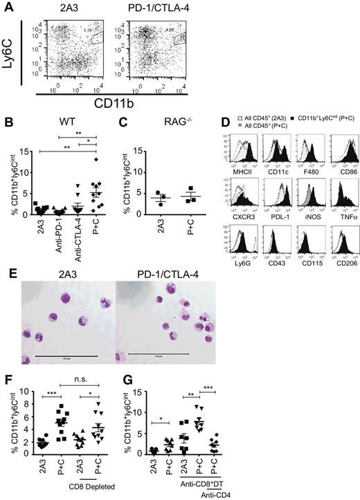 Figure 5. Dual blockade of PD-1 and CTLA-4 results in an enrichment of CD11b+Ly6Cint TIP-DCs in a CD4+ T cell–dependent manner. A, B, and D–F, C57BL/6 WT; C, RAG−/−; or G, DEREG mice were injected s.c. with 5 × 105 AT-3ovadim CD73+ tumor cells. Mice were treated with either isotype control (2A3; 200 μg/mouse) or a combination of anti–PD-1 (200 μg/mouse) and/or anti–CTLA-4 (150 μg/mouse; P+C) and where indicated with anti-CD8 (250 μg/mouse), anti-CD4 (250 μg/mouse), and/or diphtheria toxin (DT; 0.5 μg/mouse) as per Fig. 3. On day 21, leukocytes were isolated from tumors and analyzed by flow cytometry or morphology assessed following cytospin. A–C, F, G, The percentage of tumor-infiltrating CD11b+Ly6Cint cells as a proportion of CD45+ live cells. A. Representative FACS plot from 5 concatenated samples. B–C, F, G, Data shown as the mean ± SEM of 3–10 mice per group. D, Expression of indicated markers on all CD45+ cells (dashed histograms), all CD45+ cells following combination therapy (gray histograms) and on CD11b+Ly6Cint cells following combination therapy (black histograms). E, Cytospin of CD11b+Ly6Cint cells following combination therapy. *, P < 0.05; **, P < 0.01; ***, P < 0.001; n.s., not significant (one-way ANOVA/Tukey).