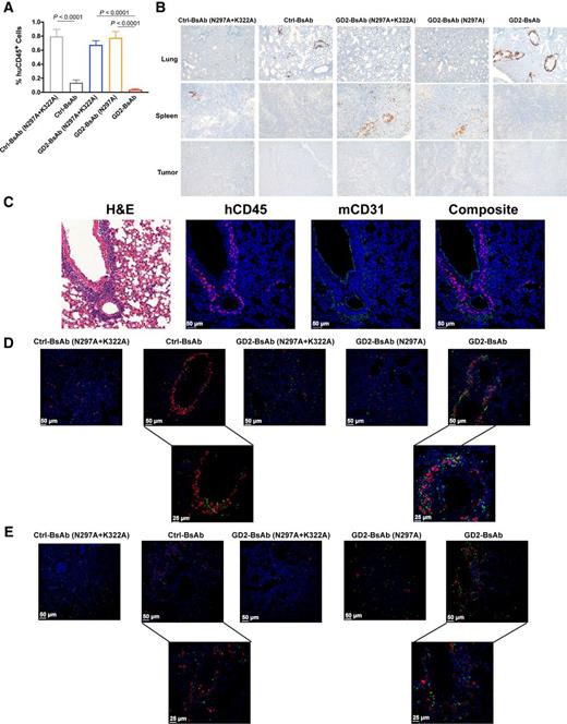 Figure 6. Enumeration of T cells in blood, lung, spleen, and tumor in mice xenografted with GD2+ neuroblastoma PDX (Piro 20). A, Percentages of T cells in blood 24 hours after T-cell injection (n = 10 mice/group). B, Representative IHC images of huCD45+ T-cell infiltration in lung and spleen sections 72 hours after T-cell injection (n = 5 mice/group, 100× magnifications), with comparison among Ctrl-BsAb, GD2-BsAb, and their Fc-mutants. C, Representative IF images of huCD45+ T cells (magenta), CD31+ mouse endothelial cells (green), and nuclei (DAPI, blue; 200× magnifications) in mouse lungs treated with different BsAbs. D, Representative IF images of huCD45+ T cells (red), CD68+ mouse macrophages (green), and nuclei (DAPI, blue; 200× magnifications). Two images on the bottom were recorded at 400× magnification (left, Ctrl-BsAb; right, GD2-BsAb). E, Representative IF images of huCD45+ T cells (red), myeloperoxidase+ mouse neutrophils (green), and nuclei (DAPI, blue; 200× magnifications). Two images on the bottom were recorded at 400× magnification (left, Ctrl-BsAb; right, GD2-BsAb). The results shown are representative results from at least three independent repeats. Statistical significance of all results was determined by t test. If it is not labeled, it is not significant.