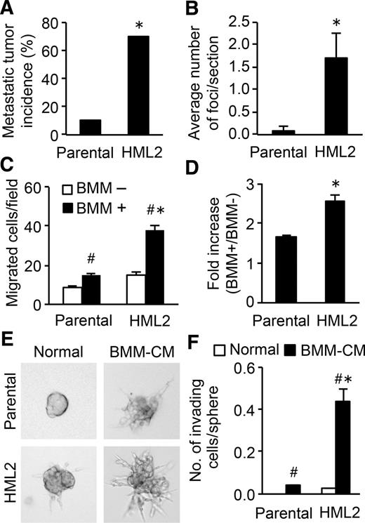 Figure 1. Cancer cell invasion and extravasation induced by macrophage-derived factors are enhanced in a metastatic population of mouse mammary cancer cells. A, The incidence of pulmonary metastasis formation in C57BL/6 mice intravenously injected with E0771-parental or their derivative HML2 cells (n = 10/group). *, P < 0.01 versus parental, χ2 analysis. B, Average number of metastatic foci in the lungs of mice in A (n = 10/group). *, P < 0.05 versus parental, Student t test. Number of cancer cells transmigrated through an endothelial monolayer in vitro in the presence or absence of BMMs (C) and fold increase in the number of transmigrated cancer cells with BMMs relative to that without BMMs (n = 5; D). *, P < 0.05 versus parental; #, P < 0.05 versus BMM−, Student t test. E, Representative morphology of cancer cell spheroids cultured with normal medium or BMM-CM for 48 hours. F, Average number of invading cells in spheroids (n = 5). No., number. *, P < 0.05 versus parental; #, P < 0.05 versus BMM−, Student t test. Results are mean ± SEM.