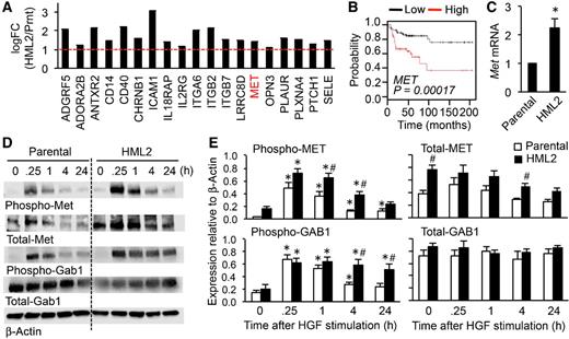 Figure 2. Expression and activation of MET are increased in the metastatic population of mouse mammary cancer cells. A, Genes encoding transmembrane receptors in microarray datasets that were significantly upregulated (log FC > 1, dotted red line, P < 0.01) in HML2 compared with parental (Prnt) cells. The scale is exponential. B, A KM plot of metastasis-free survival of patients with grade 3 basal-type breast cancer with high and low expression of MET. In a database established using multiple microarray datasets downloaded from GEO, 146 patients' data fitting to the selected parameters (survival: DMFS, intrinsic subtype: basal, and grade: 3) were analyzed using KM Plotter. C, Relative Met mRNA expression in parental and HML2 cells (n = 3). *, P < 0.05 versus parental, Student t test. Representative images of Western blots (D) and total and phosphorylated MET and GAB1 relative to β-actin in parental and HML2 cells stimulated with HGF (n = 5) at the indicated time in hours (h) after HGF stimulation (E). *, P < 0.05 versus time 0; #, P < 0.05 versus parental, Student t test. Results are mean ± SEM.