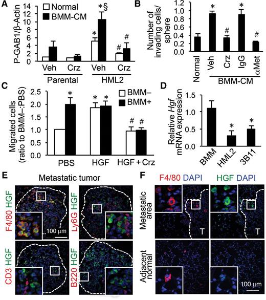 Figure 3. Macrophage-derived HGF activates MET signaling in metastatic cancer cells. A, Phospho-GAB1 relative to β-actin in parental and HML2 cells stimulated with normal medium or BMM-CM for 4 hours with MET inhibitor crizotinib or vehicle (n = 5). *, P < 0.05 versus parental; §, P < 0.05 versus normal; #, P < 0.01 versus vehicle, Student t test. B, Average number of invading cells in E0771-HML2 spheroids cultured with normal medium or BMM-CM for 48 hours in the presence of crizotinib, vehicle, blocking antibody to MET (αMet), or control IgG (n = 9). *, P < 0.01 versus normal; #, P < 0.01 versus vehicle/IgG controls, Student t test. C, Number of extravasated E0771-HML2 cells in vitro. Cancer cells were cultured for 36 hours in the presence or absence of BMMs with or without HGF and crizotinib (n = 6). *, P < 0.01 versus PBS:BMM−; #, P < 0.01 versus HGF, Student t test. D, Relative Hgf mRNA expression in BMMs, E0771-HML2, and 3B11 endothelial cells (n = 6). *, P < 0.01 versus BMMs, Student t test. E and F, Expression of HGF and markers for macrophages (F4/80), neutrophils (Ly6G), T cells (CD3), or B cells (B220) in the lungs of animals with metastatic E0771 tumors (T), and macrophages in normal adjacent tissue (20× magnification). Dotted line indicates a border of metastatic foci (n = 3). Scale bar, 100 μm; square indicates enlarged area at 60× magnification. Crz, crizotinib; Veh, vehicle.