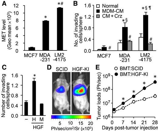Figure 4. High MET expression in human breast cancer cells promotes pulmonary metastasis via leukocyte-derived HGF. A, Average fluorescence intensity (geometric mean) of MET in the indicated cancer cell lines (n = 3). *, P < 0.01 versus MCF7; #, P < 0.01 versus MDA-231, Student t test. B, Average number of invading cells in spheroids of the indicated cell lines cultured with normal medium or CM from human MDM (MDM-CM) with or without crizotinib (Crz). Cells were cultured for 48 hours (n = 5). *, P < 0.05 versus normal; §, P < 0.01 versus MCF7:MDM-CM; ¶, P < 0.05 versus MDA231:MDM-CM; #, P < 0.05 versus MDM-CM, Student t test. No., number. C, Average number of invading LM2-4175 cells cultured without (–) or with human (H) or mouse (M) HGF for 48 hours (n = 5). *, P < 0.05 versus HGF–, Student t test. Representative images of mice at 28 days following tumor injection (D) and average tumor load in the lungs (E; n = 4/group). *, P < 0.05 versus BMT:SCID, Student t test. No significant difference at day 0. Results are mean ± SEM. Ph/sec, photon/second.