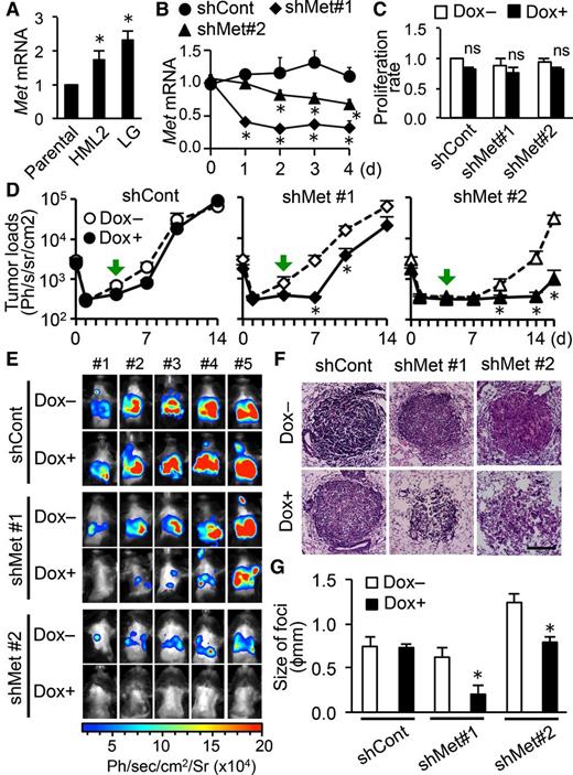 Figure 5. Reduced expression of MET in mouse mammary cancer cells suppresses metastatic tumor expansion in the lung. A, Relative Met mRNA expression in E0771-LG and HML2 cells compared with their parental cells (n = 6). *, P < 0.01 versus parental, Student t test. B, Relative Met mRNA expression in E0771-LG cells expressing tetracycline-inducible shRNA against Met (shMet#1, shMet#2) or control nonsilencing shRNA (shCont) cultured with doxycycline for 4 days (n = 4). *, P < 0.05 versus day 0, Student t test. C, Cell proliferation measured by MTT assay and expressed as a ratio to doxycycline-untreated E0771-LG:shCont cells (n = 7). ns, not significant. D, Metastatic tumor load in the lungs of C57BL/6 mice injected with E0771-LG–expressing inducible shRNA (shCont, shMet#1, and shMet#2) and treated with or without doxycycline from day 4 after tumor injection (green arrows) to the endpoints (n = 5/group). *, P < 0.05 versus Dox–, Student t test. E, Bioluminescence images of mice shown in D at the experimental endpoint (day 14: shCont and shMet#1 or day 16: shMet#2). F, Representative H&E–stained sections prepared from the lung at day 14 (shCont and shMet#1) or 16 (shMet#2) after tumor injection. Scale bar, 200 μm. G, Average size of foci in the lungs at day 14 (shCont and shMet#1) or 16 (shMet#2) following tumor injection (n = 5). *, P < 0.05 versus Dox–, Student t test. Results are mean ± SEM. Dox, doxycycline; Ph/sec, photon/second.