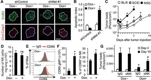 Figure 6. Reduced MET expression increases tumor cell apoptosis partially through an NK-cell–mediated mechanism. A, Expression of markers for cancer cells (ErbB2; green) and apoptosis [cleaved caspase 3 (Clvd-Casp3); red] in the metastatic lungs of mice at day 10 post-tumor injection. Typical images of tumors at equivalent size are shown. Mice were injected with E0771-LG:shCont or E0771-LG:shMet#1 cells and treated with or without doxycycline from day 4 to day 10 following tumor injection (n = 3/group). Dotted line indicates a border of metastatic foci. Scale bar, 200 μm. B, Apoptotic index of the metastatic foci shown in A (n = 3/group; total 30 tumors/group). *, P < 0.05 versus Dox–, Student t test. C, Metastatic tumor load in the lungs of C57BL/6 (BL/6), SCID, and NSG mice injected with E0771-LG:shMet#1 cells (n = 5/group). *, P < 0.05 versus BL/6, Student t test. D, Number of NK cells in the metastatic lungs of mice at day 10 following tumor injection. Mice were injected with E0771-LG:shMet#1 cells and treated with or without doxycycline from day 4 to day 10 following tumor injection (n = 5/group, two independent experiments). ns, not significant. E, Representative histograms showing CD69 expression in NK cells detected in D. F, Geometric mean fluorescence intensity (gMFI) of CD69 (left) and percentage of CD69+ cells (right) in NK cells detected in D (n = 5/group, two independent experiments). *, P < 0.01 versus Dox–, Student t test. G, Metastatic tumor load in the lungs of mice at days 4 and 10 after tumor injection detected by bioluminescence imaging. Mice were treated with or without doxycycline from day 4 and were injected with a blocking antibody to mouse NK1.1 (αNK) or control IgG at days 4 and 7 after tumor injection (n = 5/group). *, P < 0.05 versus Dox– IgG; #, P < 0.05 versus Dox+ IgG, Student t test. Results are mean ± SEM. Dox, doxycycline; Ph/sec, photon/second.