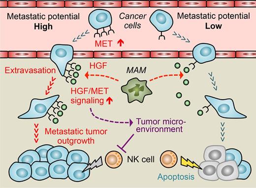 Figure 7. Macrophage activation of MET signaling in cancer cells promotes extravasation and metastatic tumor outgrowth of metastatic breast cancer cells. Breast cancer cells with high metastatic potential express higher MET, a receptor for HGF, than low metastatic cells. This expression results in enhanced and prolonged MET signal activation in response to macrophage-derived HGF. In the metastatic tumor, MAMs express HGF (dotted red arrows), and activation of MET signaling in cancer cells promotes their extravasation, as well as outgrowth, in part, through suppression of NK-cell activity (blunted purple line) via affecting the immune-suppressive tumor microenvironment (dotted purple arrow). Gray and yellow lightning bolts represent limited and full NK-cell cytotoxicity against cancer cells, respectively.