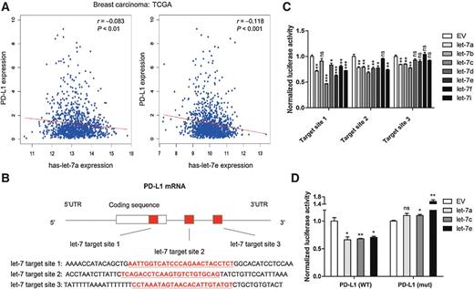 Figure 1. Let-7 binds to the coding region and 3′-UTR of PD-L1 and suppresses translation of PD-L1 mRNA. A, Inverse correlation between let-7 and PD-L1 expression detected by transcriptome analysis of 1,189 TCGA breast cancer samples. B, Predicted target sequences for let-7 in human PD-L1 mRNA. C, The luciferase reporter gene was fused to let-7 target sites 1, 2, or 3 to prepare the luciferase reporter gene constructs. Luciferase activity was quantified in the presence of the indicated let-7 miRNAs. D, Putative let-7 target sites in PD-L1 were mutated, and wild-type (PD-L1 WT) and mutant PD-L1 (PD-L1 mut) were fused to the luciferase reporter gene. Luciferase activity was quantified in the presence of the indicated let-7 miRNA. The results show luciferase activity normalized to control cells transfected with empty vector (EV). Error bars, SD from mean for three independent experiments. P values were calculated using a two-tailed Student t test (*, P < 0.05; **, P < 0.01; ***, P < 0.001).