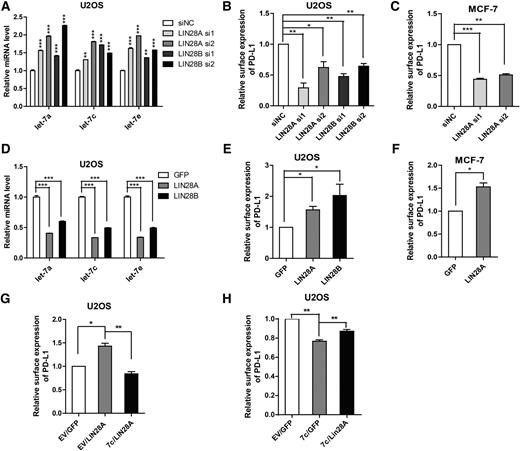 Figure 3. Effect of LIN28 on let-7–mediated regulation of PD-L1. A–C, LIN28 was depleted by siRNA in U2OS cells (A, B) or MCF-7 cells (C). Forty-eight hours after transfection with siRNA, let-7 (let-7a, -7c, -7e) transcripts and PD-L1 protein on cell surface were measured by qPCR (A) and flow cytometry MFI (B, C), respectively. D–F, LIN28A, LIN28B, or GFP were overexpressed in U2OS cells (D, E) or in MCF-7 cells (F). The abundance of let-7 (let-7a, -7c, -7e) and PD-L1 protein on cell surface were determined by qPCR (D) and flow cytometry MFI (E, F), respectively. G, Overexpression of let-7c rescues LIN28A caused increase of PD-L1 in U2OS cells. H, Overexpression of LIN28A partially rescues the let-7c–mediated decrease of PD-L1 in U2OS cells. For all experiments, cells were stimulated with IFNγ for 24 hours prior to analysis. Error bars, SD from mean of three independent experiments. P values were calculated using a two-tailed Student t test (*, P < 0.05; **, P < 0.01; ***, P < 0.001).