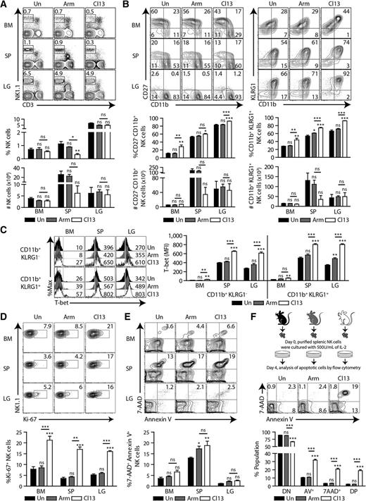 Figure 1. NK cell phenotypes during late-stage acute and chronic virus infections. A–F, C57BL/6 mice were infected with LCMV-Arm or LCMV-Cl13. At 40 dpi, bone marrow (BM), spleen (SP), and lung (LG) NK cells were stained and analyzed by flow cytometry. A, Representative flow-cytometric plots and graphs showing the frequencies and absolute numbers of NK cells (NK1.1+CD3–) in the BM, spleen, and lungs. B, Expression patterns of maturation markers on NK cells ex vivo. CD27, CD11b, and KLRG1 expression was analyzed in BM, spleen, and lung NK cells. The numbers in the plots indicate the percentage of immature (CD27lowCD11blow, CD27highCD11blow, CD27highCD11blow, and CD11bhighKLRG1low) and mature (CD27lowCD11bhigh and CD11bhighKLRG1high) NK cells. C, T-bet expression in NK cells were analyzed by intracellular staining. Representative T-bet expression [mean fluorescence intensity (MFI), left] and summarized (right) results in immature (CD11b+KLRG1–) and mature (CD11b+KLRG1+) NK cells are shown. D, Representative plot and graph showing the percentages of Ki-67+ NK cells. E, 7-AAD and Annexin V expression in NK cells ex vivo. Representative plot and graph showing the percentages of late-apoptotic NK cells (7AAD+ Annexin V+). F, Splenic NK cells were cultured for 4 days with IL2 (500 U/mL) and then analyzed for 7AAD+ and Annexin V+ expression. Numbers in the plots indicate the percentages of 7AAD+Annexin V– (necrotic), 7AAD+Annexin V+ (late apoptotic), and 7AAD–Annexin V+ (early apoptotic) NK cells. Double-negative (DN), Annexin V+ (AV+), 7AAD+, and double-positive (DP) NK cell percentages are also summarized in the graphs. One-way ANOVA with post hoc Tukey test was used to test the statistical significance. All bar graphs show mean ± SEM. Data are representative of at least four independent experiments (n = 3–4/group in each experiment). *, P < 0.05; **, P < 0.01; ***, P < 0.001. ns, not significant.