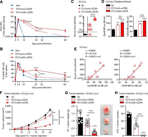 Figure 4. NK cell–mediated immunosurveillance is associated with the severity of chronic viral infection. Mice were infected with LCMV-Arm, LCMV-Cl13 (without anti-CD4), or LCMV-Cl13 after depletion of CD4+ T cells (with anti-CD4: 0.2 mg on days –1 and 0 relative to infection with LCMV-Cl13 on day 0). A, Kinetics of viral titer in the spleen during acute and chronic viral infection at the indicated time post-infection. Dashed black line: the virus detection limit. B, Kinetics of GzmB+ NK cells during acute and chronic viral infection. Representative graph showing GzmB+ NK cell percentages in spleens at the indicated time after infection. C–E, On day 32 after virus infection, viral titer in the (C) sera, (D) GzmB, and CD69 MFI in NK cells in the peripheral blood and (F) their correlation was analyzed. F–H, TC-1 tumor cells (5 × 105 cells/mouse) were injected (F, G) subcutaneously or (H) i.v. into each group of mice at 32 dpi, tumor size was monitored every 2 to 4 days, and tumor weight and nodules were measured at day 22 after tumor injection. Scale bars, 1 cm. A, C, Data were analyzed by two-tailed unpaired Student t test, (B, D, F–H) one-way ANOVA with post hoc Tukey test, and (E) Pearson correlation. All line graphs and bar graphs show mean ± SEM. A, B, Data are pooled from three experiments (n = 3/group in each experiment). C–H, Data are representative of at least two independent experiments (n = 3–10/group in each experiment). **, P < 0.01; ***, P < 0.001. ns, not significant.