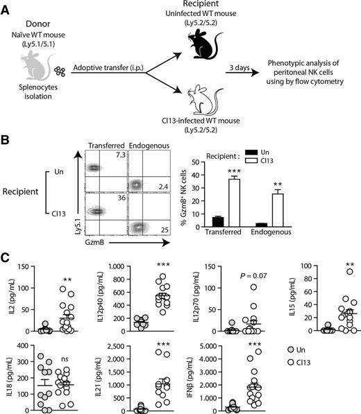 Figure 5. NK cells from naïve mice acquire cytotoxic phenotypes after transfer to LCMV-Cl13–infected mice. A and B, Splenocytes from naïve mice (Ly5.1/5.1) were transferred i.p. into uninfected mice (Ly5.2/5.2) or Cl13-infected mice (Ly5.2/5.2, 46 dpi), respectively. At 3 days after transfer, peritoneal cells were analyzed for NK cell GzmB expression. Representative plots show the percentages of GzmB+ NK cells in uninfected or Cl13-infected recipients. C, Serum cytokines in uninfected mice or Cl13-infected mice (41 dpi). Two-tailed unpaired Student t test was used to test the statistical significance. All graphs show mean ± SEM. Data are representative of at least two independent experiments (n = 4–15/group in each experiment). **, P < 0.01; ***, P < 0.001. ns, not significant.