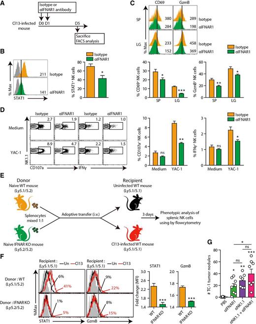 Figure 7. Type I IFN signaling is critical for NK cell cytotoxicity in LCMV-Cl13–infected mice. A, Anti-IFNAR1 (0.5 mg) or control isotype antibody (0.5 mg) was administered intravenously (i.v.) twice into Cl13-infected mice at 40 dpi. At 5 days post blockade, splenic and pulmonary NK cells were analyzed. B, Ex vivo STAT1 expression in splenic NK cells. Numbers in the plots indicate MFI values in NK cells. STAT1+ NK cell percentages are summarized. C, CD69 and GzmB expression on splenic and pulmonary NK cells. Numbers in the plots indicate the MFI values in NK cells. Percentages of indicated marker-positive NK cells are also depicted in graphs. D, Pulmonary NK cells restimulated in vitro with YAC-1 cells (E:T ratio: 10:1) were evaluated for CD107a expression and IFNγ accumulation. Representative plot and graphs show the percentages of CD107a+ or IFN-γ+ NK cells. E, WT (Ly5.1/5.2) or IFNAR1 KO (Ly5.2/5.2) splenocytes were obtained from naïve mice and adoptively transferred i.v. into uninfected or Cl13-infected mice (Ly5.1/5.1, 45 dpi), respectively. At 3 days post transfer, splenocytes were analyzed for STAT1 and GzmB expression in NK cells. F, STAT1 and GzmB expression in NK cells from uninfected or Cl13-infected recipients. Graphs represent the fold increase in expression (MFI) of donor cells from WT or IFNAR1 KO splenocytes in Cl13-infected recipients compared with uninfected recipients. G, Anti-IFNAR1 (day –4: 1 mg; days 5 and 15: 0.5 mg), anti-NK1.1 (day –4: 1 mg; days 5 and 15: 0.5 mg), or combination of both (day –4 anti-IFNAR1 and anti-NK1.1: 1 mg; days 5 and 15 anti-IFNAR1 and anti-NK1.1: 0.5 mg) was administrated i.v. into Cl13-infected mice (40 dpi). At day 21 post tumor injection (5 × 105 cells/mouse; i.v.), mice were sacrificed, and tumor nodules in the lungs were measured. B–F, Data were analyzed by two-tailed unpaired Student t test and (G) one-way ANOVA with post hoc Dunnett test. All bar graphs show the mean ± SEM. B, D, Data are representative of at least two independent experiments (n = 3–4/group in each experiment). C, F, G, Data are pooled from two experiments (n = 3–4/group in each experiment). *, P < 0 0.05; **, P < 0.01; ***, P < 0.001. ns, not significant.