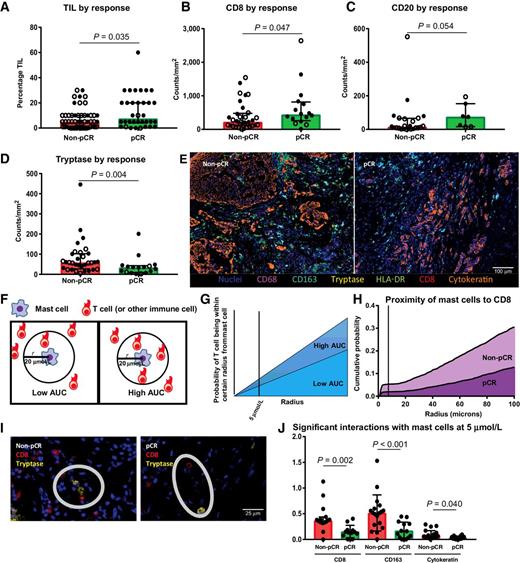 Figure 2. Mast cells are the strongest immune predictor of poor response to chemotherapy, with higher TILs seen in responders than in nonresponders. A–D, TIL percentage and densities of CD8+, CD20+, and tryptase+ cells by response, with response defined as achieving a pathologic complete response (pCR) or not (non-pCR; n = 52 non-pCR and 34 pCR, 33 non-pCR and 16 pCR, 24 non-pCR and 7 pCR, 32 non-pCR and 17 pCR, respectively). Closed circle indicates stage III cases, and open circle stage IV cases. E, Representative multiplex IHC image of a non-pCR and pCR case with nuclei (blue), CD68 (purple), CD163 (turquoise), tryptase (yellow), HLA-DR (green), CD8 (red), and cytokeratin (orange) stains depicted. F and G, Depiction of methodology for spatial analyses performed. Probabilities of a cell of interest being within a certain radius to another cell of interest were computed and area under the curve (AUC) calculated, with higher AUC indicating closer proximity. H, Non-pCR cases (n = 15) demonstrated higher AUC of mast cells to CD8+ T cells than pCR cases (n = 12). I, Representative non-pCR and pCR cases showing distance between CD8+ T-cell (red) and tryptase+ mast cell (yellow). J, Comparisons by response of AUC between mast cells and CD8+, CD163+, and cytokeratin+ (tumor) cells (n = 15 non-pCR and 12 pCR, 18 non-pCR and 14 pCR, 21 non-pCR and 14 pCR, respectively). A–D, J, Bar heights indicate median values, and interquartile ranges are presented in addition to individual data points. Comparisons were made using two-sided Mann–Whitney U test.