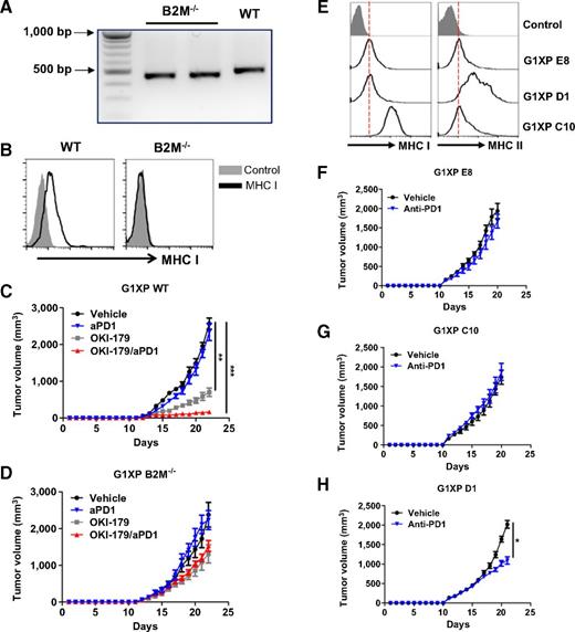 Figure 4. Sensitivity of G1XP lymphomas to treatment was affected by MHC expressions. A and B, Deletion of β2M gene resulted in the absence of MHC class I expression in G1XP lymphoma. A, PCR products of WT versus β2M-deleted clones. B, Representative plot of WT or β2M−/− G1XP lymphomas. C and D, Elimination of the therapeutic effects of OKI-179 on G1XP lymphomas by β2M deletion. Recipient mice harboring WT (C) or β2M−/− (D) G1XP lymphomas were randomized into 4 groups and treated as indicated on day 13, 15, and 17 after tumor inoculation when tumor size reached 100–200 mm3. Tumor size was measured daily (n = 6–10 per group). Data are representative results of two independent experiments for C and D. E, Ectopic expression of MHC class I in G1XP lymphomas. H2-K1 was ectopically expressed in G1XP lymphomas by transfection. Single clones were obtained that exhibited variable expression of MHC class I and II: clone E8 (MHC-Ilow, MHC-IIlow), C10 (MHC-Ihigh, MHC-IIlow) and D1 (MHC-Ilow, MHC-IIhigh). Tumor growth of G1XP lymphoma clone E8 (F), C10 (G) and D1 (H) upon anti-PD1 treatment. Tumor-bearing recipients were randomized into two groups and treated with vehicle control and anti-PD1, respectively, on day 11, 13, and 15 after tumor inoculation when tumor size reached 100–200 mm3. Tumor size was measured daily (n = 12 per group). Data were combined from two independent experiments. Statistical significance was calculated with unpaired t test or one-way ANOVA (*, P < 0.05; **, P < 0.01; ***, P < 0.001).