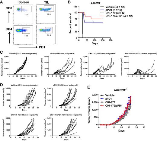 Figure 5. Sensitivity of A20 lymphomas to treatment requires MHC class I. A, Immunosuppressive phenotypes of TILs in the transplanted A20 lymphomas. WT BALB/c mice were injected with A20 lymphomas. Tumors were harvested 15 days after inoculation and TILs or splenocytes (as control) were analyzed. B, Kaplan–Meier curve of recipient mice inoculated with A20 lymphomas. Tumor-bearing mice were randomized into 4 groups and treated with vehicle (n = 12), OKI-179 (n = 12), anti-PD1 (n = 13), or both (n = 12) on day 9, 11, and 13 after tumor inoculation (tumor size ∼200 mm3). Data were combined from two independent experiments. Log-rank (Mantel–Cox) test, vehicle versus anti-PD1: P < 0.001; vehicle versus OKI-179: P < 0.001; anti-PD1 versus combo: P = 0.3544; OKI-179 versus combo: P = 0.3305. C, Tumor growth of A20 WT lymphomas upon different treatments. Tumor-bearing recipients were treated as described in B when tumor size reaches 200 mm3. Tumor size was measured daily (n = 12 or 14 per group). Representative data are shown from two independent experiments. D and E, Tumor growth of A20 B2M−/− lymphomas upon different treatments. Recipient mice harboring A20 B2M−/− lymphomas were treated as described in B on day 11, 13, and 15 after tumor inoculation (tumor size ∼200 mm3). Tumor size was measured daily and data are combined from two independent experiments (n = 12–14 per group). Individual or combined tumor growth is shown in D or E, respectively.