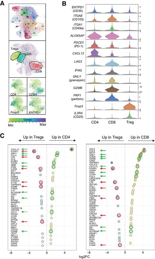 Figure 3. Intratumoral CD39+ CD4+ and CD8+ TIL shared markers of activation and tissue residency. Single-cell RNA-sequencing analysis was performed on magnetic bead–sorted CD3+ T cells from 13 OPSCC samples, yielding data for 20,199 T cells. A, Two-dimensional UMAP plots visualizing the 23 clusters identified using the Leiden algorithm (top UMAP), and three CD39+ populations comprising CD4+ T cells, CD8+ T cells, and CD4+Foxp3+ Tregs (middle and bottom UMAP). Expression of CD4, CD8A, Foxp3, and ENTPD1 (CD39) at the single-cell level is depicted in color code. B, Stacked violin plot depicting expression of ENTPD1 (CD39), ITGAE (CD103), ITGA1 (CD49a), ALOX5AP, PDCD1, CXCL13, LAG3, IFNG, GNLY (granulysin), GZMB (granzyme B), PRF1 (perforin), Foxp3, and IL2RA (CD25) for the indicated three populations. C, Graph displaying the top 50 significantly (P < 9.2 × 10e-20) differentially expressed genes (DEG) between CD4+CD39+ (left) and CD8+CD39+ (right) and CD39+ Tregs. Values depicted are log2 fold-change (log2FC) values. Overlap in DEG expression in the pairwise comparison between CD4+CD39+ and CD8+CD39+ and Tregs is depicted by the green circles (up) and red circles (down) in CD4+CD39+ and CD8+CD39+ cells compared to Tregs.