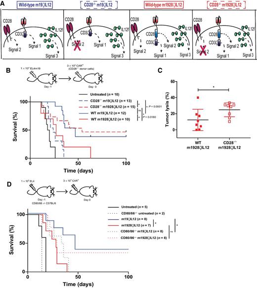 Figure 3. Excessive costimulation drives IL12-secreting CAR T cells into dysfunction. A, Schematic diagram of experimental setup. When endogenous CD28 is knocked out, m19ζIL12 CAR T cells can receive only signals 1 and 3, whereas m1928ζIL12 CAR T cells receive signals 1, 2, and 3. B, EL4mCD19 tumor–bearing C57BL/6 mice, not pretreated with cyclophosphamide, treated with CD28−/− or wild-type CAR T cells. Data were obtained from three independent experiments, and significance was determined through log-rank Mantel–Cox test, with 95% confidence interval (n = 10–15 mice per group). CD28−/− m19ζIL12 compared with m19ζIL12 *, P < 0.0001; CD28−/− m1928ζIL12 compared with m1928ζIL12 *, P = 0.0180; CD28−/− m19ζIL12 compared with CD28−/− m1928ζIL12 *, P = 0.0019; m19ζIL12 compared with m1928ζIL12 *, P = 0.0100; and CD28−/− m1928ζIL12 compared with m19ζIL12 “ns.” C, Five days after treatment, CAR T cells were flow sorted from the bone marrow, cocultured with EL4mCD19 tumor targets, and then assessed for cytotoxicity 24 hours later, using a luciferase killing assay. Data shown are the mean ± SEM of two independent experiments. Significance of *, P = 0.0417 was determined by unpaired t test (n = 8 per group). D, CD80/86 −/− C57BL/6 mice were injected intravenously with EL4mCD19 tumor and treated with CAR T cells 1 day later. Data were obtained from two independent experiments, and significance was determined through log-rank Mantel–Cox test, with 95% confidence interval (n = 2–8 mice per group). ns, not significant.