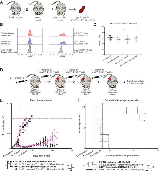 Figure 5. IL18-secreting pmel-1 T cells act in cis to enhance in vivo survival of tumor-bearing mice. A, Schematic of breeding to generate donor pmel+/+, IL18R−/− mice. B, Naïve C57BL6, pmel, and pmel+/+, IL18R−/− T cells were cultured with supernatant from either control mCD19t or mCD19tmIL12 pmel-1 T cells. Flow cytometry was used to detect the expression of IL18 receptor on splenocytes. Representative figure of three independent experiments. C, Retroviral transduction efficiency by CD19 expression among the experimental groups utilizing either the pmel or pmel+/+, IL18R−/− T cells (n = 6). D, In vivo experimental protocol. Tumor regression (E) and survival (F) of C57BL/6 or IL18R−/− host mice bearing established B16F10 tumors and treated with armored or control pmel-1 T cells (n = 6; ***, P < 0.001; and **, P < 0.01). P values for tumor growth determined by Mann–Whitney test and survival by log-rank Mantel–Cox test, with 95% confidence interval. Data shown are from two independent experiments. ns, not significant.