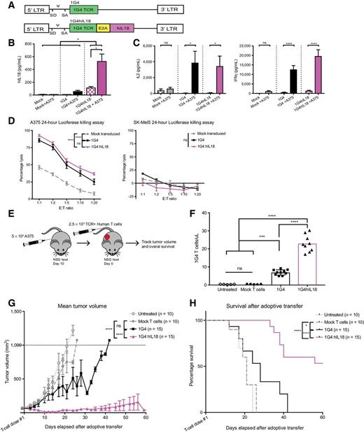 Figure 6. Human T cells secreting IL18 persist and enhance survival in a xenograft melanoma model. A, Schematic of retroviral constructs. B, Luminex results demonstrating secretion of hIL18 by 1G4hIL18 T cells (n = 9; ***, P < 0.0001; and **, P < 0.001). C, Luminex data demonstrating IFNγ and IL2 secretion from 1G4 and 1G4hIL18 (n = 9; ****, P < 0.0001; ***, P < 0.0001; and *, P < 0.05). Luminex data shown as mean ± SEM of three independent experiments and P values determined by one-way ANOVA. D, A luciferase killing assay was conducted with 1G4, 1G4hIL18, and mock-transduced human T cells against both A375 (HLA-A2+, NY-ESO-1+, luciferase+) and SK-Mel5 (HLA-A2+, NY-ESO-1−, luciferase+) tumor cells (n = 9–15; ****, P < 0.0001 by two-way ANOVA). Data shown are mean ± SEM of five independent experiments for A375 and three independent experiments for SK-Mel5 luciferase assay. E:T ratio, effector-to-target ratio. E, In vivo experimental protocol. F, 1G4+ T-cell numbers in circulation on day 7 after T-cell infusion (n = 5–10; ****, P < 0.0001; and ***, P < 0.001 by two-way ANOVA). Tumor regression (G) and survival (H) of NSG host mice bearing established A375 tumors and treated with armored or control 1G4 human T cells (n = 10–15; ****, P < 0.0001; and *, P < 0.05). In vivo data shown from four independent experiments. P values for tumor growth determined by Mann–Whitney test and survival by log-rank Mantel–Cox test, with 95% confidence interval. ns, not significant.