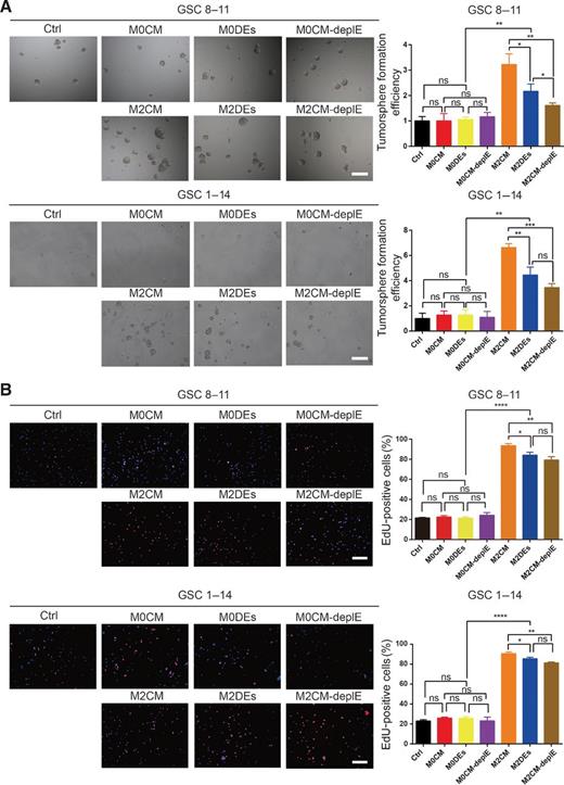 Figure 1. M2DEs promoted self-renewal and proliferation in GSCs. A, Tumorsphere formation assay of GSC 8–11 and GSC 1–14 cells. GSCs were administered different treatments for 7 days. Representative images of GSC tumorspheres (left plots; scale bar, 100 μm). Quantification of the numbers of GSC tumorspheres formed is shown. Data are shown as the mean ± SD, n = 3, one-way ANOVA (*, P < 0.05). B, Representative images of GSC 8–11 and GSC 1–14 cells subjected to the EdU cell proliferation assay (left plots; scale bar, 200 μm) and quantification of EdU-positive cells (right plots). Cells in red represent EdU-positive cells. Nuclei were counterstained with Hoechst 33342 (blue). Data are shown as the mean ± SD, n = 3, one-way ANOVA (*, P < 0.05). M0/M2CM, M0/M2 macrophage–derived conditioned medium; M0/M2DEs, M0/M2 macrophage–derived sEVs; M0/M2CM-deplE: M0/M2 macrophage–conditioned medium depleted of sEVs.