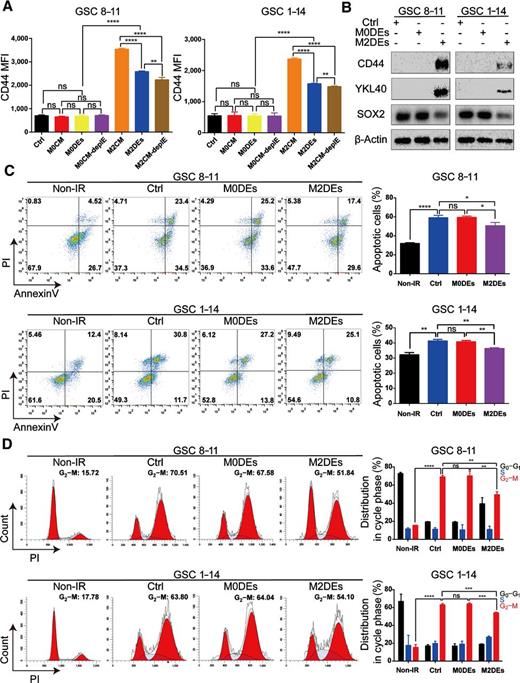Figure 2. M2DEs promoted PMT and facilitated the radioresistance of GSCs in vitro. A, Effects of MCM, MDEs, and MCM-deplE on CD44 expression. GSCs were treated for 96 hours, and CD44 expression was examined by flow cytometry. Quantification of the median fluorescence intensity (MFI) for CD44 is shown. Data are shown as the mean ± SD, n = 3, one-way ANOVA (*, P < 0.05). B, PN and MES markers in GSCs after treatment with M0DEs or M2DEs for 96 hours were examined by Western blot. Results are from three independent experiments. C, Apoptotic rate examined by flow cytometry 96 hours after IR. GSCs pretreated with PBS, M0DEs, or M2DEs for 96 hours were then subjected to a single dose of IR (6 Gy). Flow cytometry plots of PI and Annexin V (left plots) fluorescence and quantification of apoptotic cells (right plots) are shown. Data are presented as the mean ± SD, n = 3, one-way ANOVA (*, P < 0.05). D, Cell-cycle analysis of GSCs at 96 hours after IR. The percentage of cells arrested in G2–M phase was analyzed and presented in a histogram (right plots). Data are shown as the mean ± SD, n = 3, one-way ANOVA (*, P < 0.05).