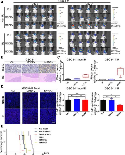 Figure 3. M2DEs promoted PMT and facilitated the radioresistance of GSCs in vivo. A, Ex vivo bioluminescent imaging of tumor growth in xenograft nude mice bearing tumors derived from GSC 8–11 cells treated with PBS, M0DEs, or M2DEs and subjected to or exempt from IR therapy (denoted as IR and non-IR, respectively). Please note the different parameters of the color scales for the non-IR and IR groups. n = 5. B, Representative images of IHC staining for YKL40 (top plots; scale bar, 50 μm; n = 3) and hematoxylin and eosin (H&E) staining (bottom plots; scale bar, 400 μm; n = 3) in sections from the indicated non-IR xenografts. C, Quantification of the photon counts (indicating the tumor volume) in mice from A on day 21. To clearly show the tumor volume ratio of the MDE-treated groups versus control groups, the photon counts in both the non–IR-Ctrl and IR-Ctrl groups were normalized to 1. Median value and min to max value are shown in the box plots. D, Representative images (left plots) and quantification (right plots) of TUNEL staining in sections from the indicated xenografts (scale bar, 200 μm). Data are shown as the mean ± SD, n = 3, one-way ANOVA (*, P < 0.05). E, Kaplan–Meier survival curves for animals in different groups (*, P < 0.05 by log-rank test; n = 5 animals per group).