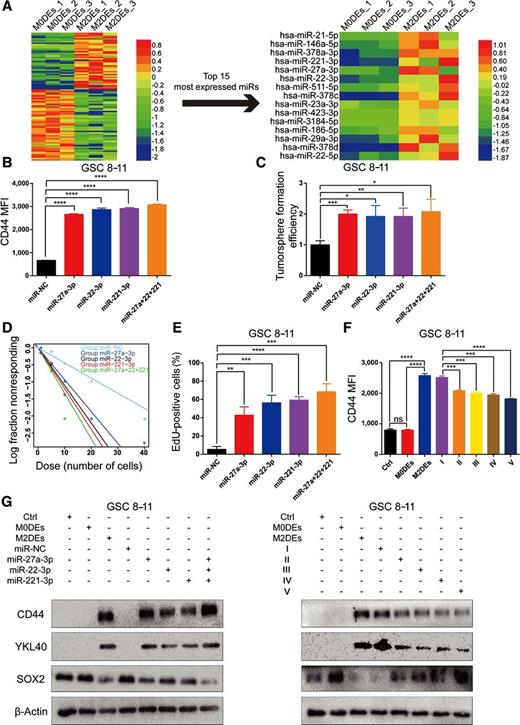 Figure 4. M2DEs regulated GSC PMT depending on miR-27a-3p, miR-22-3p, and miR-221-3p. A, Heatmap of differential miRNA expression between M0DEs and M2DEs. miRNA sequencing was replicated three times. Each hot spot represents certain miRNA expression in one single sample. B, Flow cytometry of CD44 expression on GSCs transfected with miR-27a-3p, miR-22-3p, and miR-221-3p. The MFI for CD44 was quantified. Data are shown as the mean ± SD, n = 3, one-way ANOVA (*, P < 0.05). C, Tumorsphere formation assay for GSC 8–11 cells transfected with miR-27a-3p, miR-22-3p, and miR-221-3p. The number of tumorspheres was quantified. Data are shown as the mean ± SD, n = 3, one-way ANOVA (*, P < 0.05). D, Limiting dilution assay of GSC 8–11 cells transfected with miR-27a-3p, miR-22-3p, and miR-221-3p. n = 8, χ2 test (miR-NC, 1 GSC in 22 cells; miR-27a-3p, 1 GSC in 11 cells; miR-22-3p, 1 GSC in 9 cells; miR-221-3p, 1 GSC in 8 cells; miR-27a+22+221, 1 GSC in 7 cells; miR-NC vs. miR-27a-3p, P = 0.0364; miR-NC vs. miR-22-3p, P = 0.00965; miR-NC vs. miR-221-3p, P = 0.0046; miR-NC vs. miR-27a+22+221, P = 0.00163). E, EdU assay of the proliferation of GSC 8–11 cells transfected with miR-27a-3p, miR-22-3p, and miR-221-3p. Quantification of EdU-positive cells is shown in the bar chart. Data are shown as the mean ± SD, n = 3, one-way ANOVA (*, P < 0.05). F, Flow cytometry assay of CD44 expression on GSCs treated with the following: (i) sEVs from M2 macrophages transfected with inhibitor-NC; (ii) sEVs from M2 macrophages transfected with inhibitor-miR-27a-3p; (iii) sEVs from M2 macrophages transfected with inhibitor-miR-22-3p; (iv) sEVs from M2 macrophages transfected with inhibitor-miR-221-3p; and (v) sEVs from M2 macrophages cotransfected with inhibitors of miR-27a-3p, miR-22-3p, and miR-221-3p. Quantification of the MFI of CD44 is shown. Data are shown as the mean ± SD, n = 3, one-way ANOVA (*, P < 0.05). G, GSCs transfected with miR-27a-3p, miR-22-3p, and miR-221-3p or treated with the regimens detailed in F. PN and MES markers were examined by Western blot. Results are from three independent experiments. MFI, median fluorescence intensity.