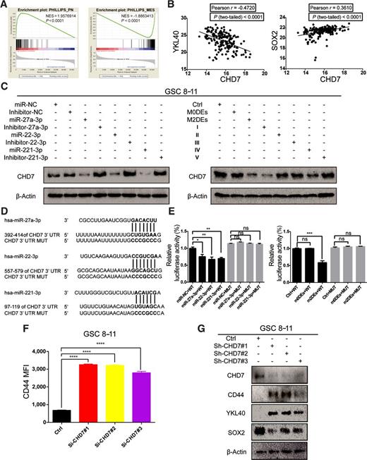 Figure 5. CHD7 was a direct target of miR-27a-3p, miR-22-3p, and miR-221-3p that facilitated PMT. A, GSEA was used to examine the association between the CHD7 expression and the Phillips-queried PN/MES GSC subtypes. n = 60. B, Pearson r correlation was used to analyze the relationship between CHD7 and either YKL40 or SOX2 in TCGA GBM samples. n = 174. C, CHD7 protein expressions after transfection with miRNAs or miRNA inhibitors are shown in the left plot. The CHD7 protein expression after treatment with the regimens detailed in Fig. 4F is shown in the right plot. D, Schematic representation of the 3′-UTR of CHD7 with the predicted target sites for miR-27a-3p, miR-22-3p, and miR-221-3p. E, Relative luciferase activity of HEK293T cells in the presence of the indicated treatments. Left plot, relative luciferase activity after miRNA transfection. Right plot, relative luciferase activity after treatment with MDEs. Data are shown as the mean ± SD, n = 3, one-way ANOVA (*, P < 0.05). F, Quantification of the MFI of CD44 upon CHD7 knockdown is shown. Data are presented as the mean ± SD, n = 3, one-way ANOVA (*, P < 0.05). G, Expressions of PN and MES markers after CHD7 knockdown were examined by Western blot. Results are from three independent experiments.