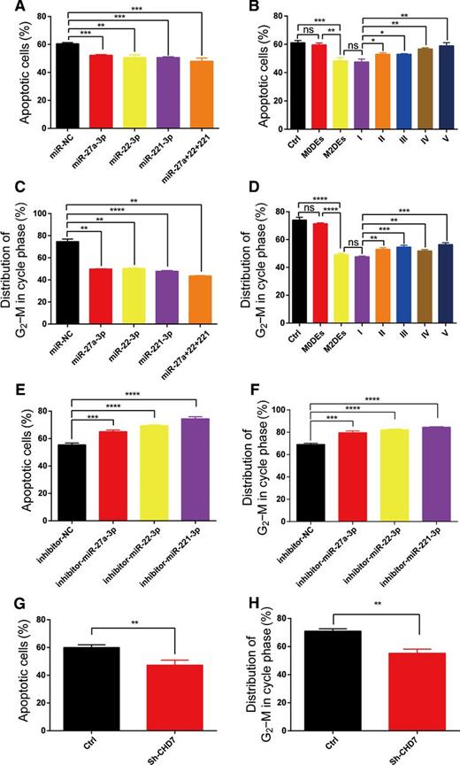 Figure 6. M2DEs induced radioresistance via miR-27a-3p, miR-22-3p, and miR-221-3p. A, Apoptosis as examined by flow cytometry at 96 hours after IR. Transfected GSCs were treated with a single dose of IR (6 Gy). Quantification of the apoptotic cells is shown. Data are presented as the mean ± SD, n = 3, one-way ANOVA (*, P < 0.05). B, Quantification of GSC apoptosis after IR. GSCs pretreated with the regimens detailed in Fig. 4F for 96 hours before IR. Data are shown as the mean ± SD, n = 3, one-way ANOVA (*, P < 0.05). C, Cell-cycle distribution of miRNA-transfected GSCs. Flow cytometry was performed 96 hours after IR. The percentage of cells arrested in G2–M phase was analyzed and is shown here. Data are presented as the mean ± SD, n = 3, one-way ANOVA (*, P < 0.05). D, Cell-cycle analysis of GSCs treated with the regimens detailed in Fig. 4F after IR. The percentage of cells arrested in G2–M phase was analyzed and is shown here. Data are presented as the mean ± SD, n = 3, one-way ANOVA (*, P < 0.05). E, Apoptosis examined by flow cytometry 96 hours after IR. miRNA inhibitor–transfected GSCs were treated with a single dose of IR (6 Gy). Quantification of the number of apoptotic cells is shown here. Data are presented as the mean ± SD, n = 3, one-way ANOVA (*, P < 0.05). F, Cell-cycle analysis of miRNA inhibitor–transfected GSCs. Flow cytometry was performed 96 hours after IR. The percentage of cells arrested in G2–M phase was analyzed and is shown in a histogram. Data are presented as the mean ± SD, n = 3, one-way ANOVA (*, P < 0.05). G, Apoptosis analysis of CHD7-knockdown GSCs after IR. Data are shown as the mean ± SD, n = 3, one-way ANOVA (*, P < 0.05). H, Cell-cycle analysis of CHD7-knockdown GSCs after IR. Data are shown as the mean ± SD, n = 3, one-way ANOVA (*, P < 0.05).