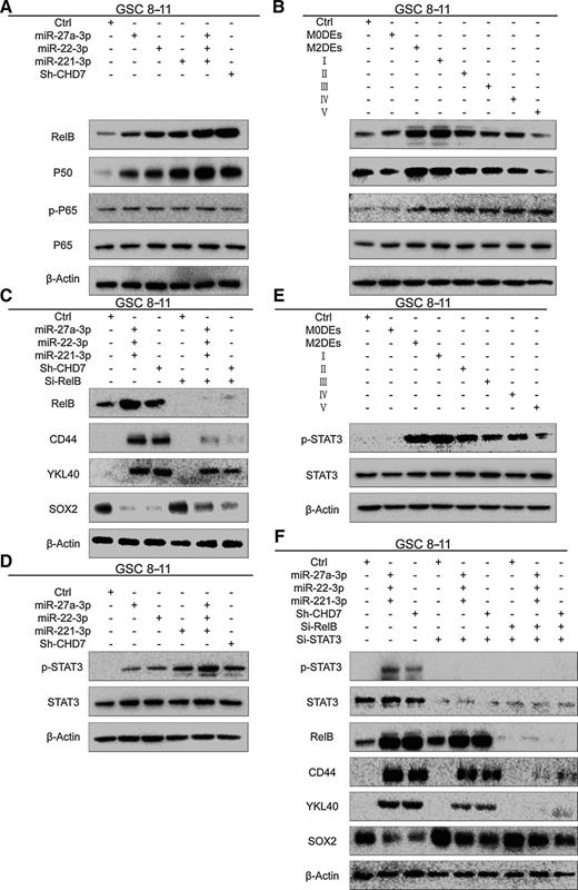Figure 7. M2DEs induced PMT via the CHD7/RelB/P50 and CHD7/p-STAT3 pathways. A, Western blot of key molecules in the canonical and noncanonical NF-kB pathways after transfection. B, Western blot of key molecules in the canonical and noncanonical NF-kB pathways in cells treated with M0DEs, M2DEs, or the regimens detailed in Fig. 4C for 96 hours. C, Western blot of PN and MES markers after RelB knockdown in transfected GSCs. miR-27a-3p, miR-22-3p, miR-221-3p, and sh-CHD7 were lentivirally transfected into GSC 8–11 cells followed by knockdown of RelB. D, Western blot of STAT3 and p-STAT3 expression after transfection. E, Western blot of STAT3 and p-STAT3 after treatment with M0DEs, M2DEs, or the regimens detailed in Fig. 4C treatments for 96 hours. F, Western blot of PN and MES markers after RelB and STAT3 double knockdown in transfected GSCs. Results above are all from three independent experiments.