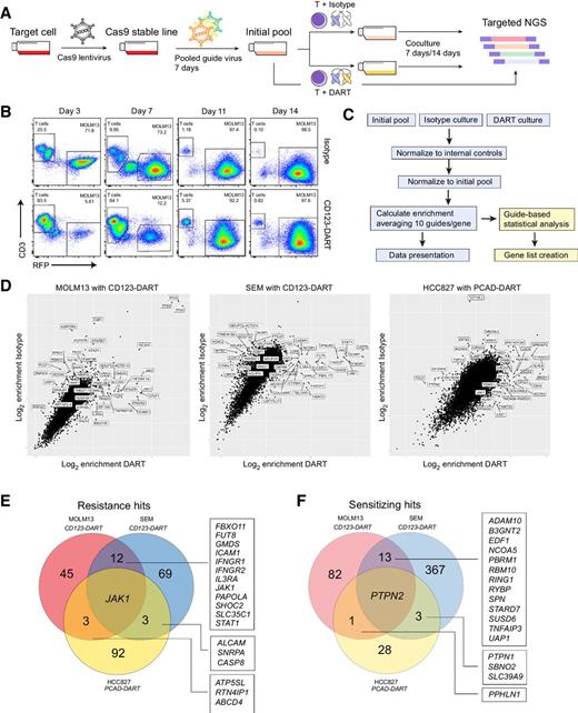 Figure 1. Genome-wide CRISPR screens reveal resistance mechanisms to CD3-bispecific antibodies. A, Schematic of the genome-wide CRISPR screen. The cancer cells were engineered to stably express CAS9 and then infected with a sgRNA lentivirus library. NGS, next-generation sequencing. B, Time-course analysis of T cells and MOLM13 cells in the screen coculture. The T cells were CD3+, and the sgRNA-transduced MOLM13 cells were RFP+. Top row shows isotype antibody treatment, and bottom row shows CD123-DART antibody treatment. Data represent three independent experiments. C, Flowchart of the screen data analysis. Guide calls were quantified from targeted RNA-seq of the guide sequences and subsequently normalized to internal nontargeting controls in the guide library. The data were then normalized to the initial pool sample, and statistical test was performed between the DART group and isotype group. D, Data presentation for the three screens. Each point represents one gene, and the axes show enrichment scores from CD3-bispecific treatment group (DART) or isotype antibody treatment group (Isotype) on the log2 scale. Genes with high DART enrichment and low isotype enrichment scores were considered as resistance hits and vice versa for sensitizing hits. E and F, Venn diagram of the shared resistance (E) or sensitizing (F) hits from all three screens. Hits were determined by running two-tailed t test between the DART group and isotype group for each cell line, with a cutoff of −log10 P value >2 (Supplementary Table S3).