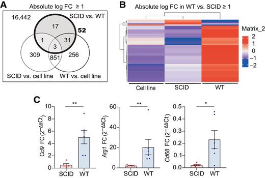 Figure 2. WT malignant epithelial pancreatic cells have higher expression of genes associated with myeloid cells compared with SCID malignant cells. A, Number of differentially expressed genes between the mT3-2D-GFP cell line and tumor-derived sorted mT3-2D-GFP cells isolated from WT and SCID tumors identified by RNA-seq (RNA from FACS malignant cells isolated from six mT3-2D-GFP WT tumors was combined as one WT sample, and RNA from FACS malignant cells isolated from five mT3-2D-GFP SCID tumors was combined as one SCID sample). Differential gene-expression analysis was conducted for genes possessing a log2 fold change (FC) of at least 1. B, Heat map of the 52 differentially expressed genes between tumor-derived sorted mT3-2D-GFP cells isolated from WT and SCID tumors. Differential gene-expression analysis was conducted for genes possessing an absolute log2 FC of at least 1. Hierarchical clustering based on samples (columns) and genes (rows). C, qRT-PCR of Ccl9, Arg1, and Cd68 expression in sorted mT3-2D-GFP WT cancer cells (n = 6) and sorted mT3-2D-GFP SCID cancer cells (n = 5–6). Two independent experiments were performed. Data are represented as mean FC ± SEM, and the Mann–Whitney test was used; *, P < 0.05; **, P < 0.01.